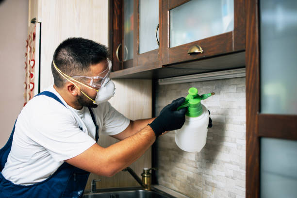 Best Wasp Removal Services  in White Castle, LA