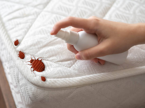 Best Mosquito Control Services  in White Castle, LA