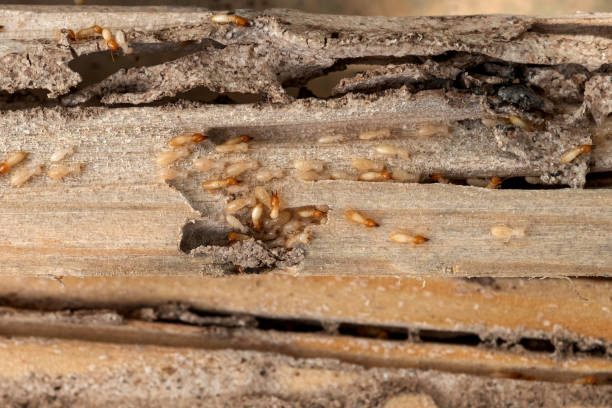 Best Pest Control Near Me  in White Castle, LA