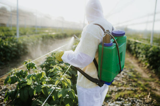 Best Bed Bug Extermination  in White Castle, LA
